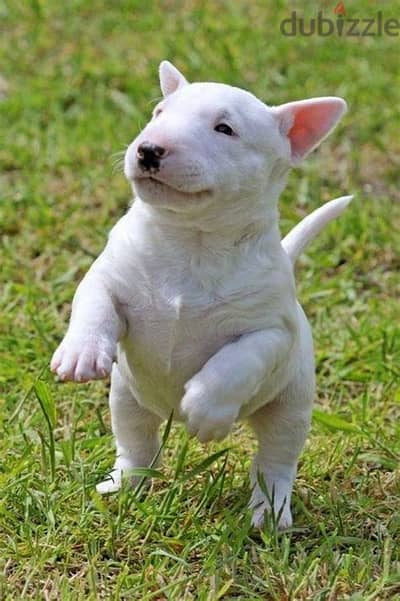 Bull Terrier Puppies. Whatsapp me +972553390216.