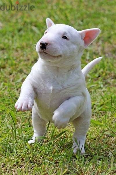 Bull Terrier Puppies Whatsapp me +972553390216