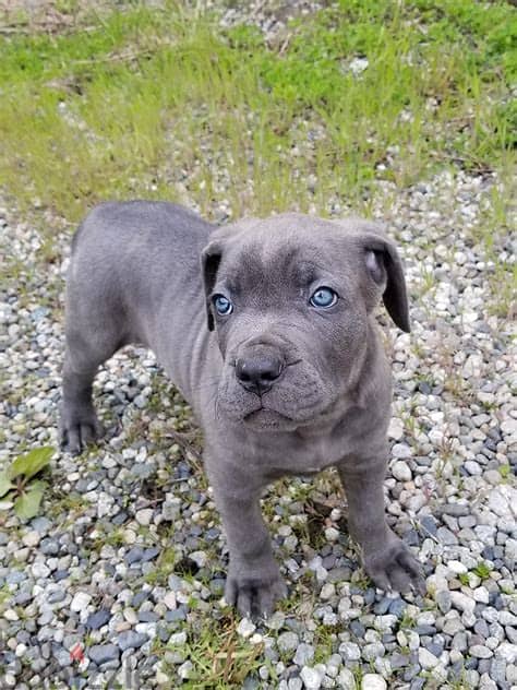 WhatsApp Me +972555077288// Cane Corso Puppies 1