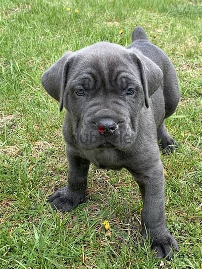 Cane Corso Puppies. Whatsapp me +972553390216.