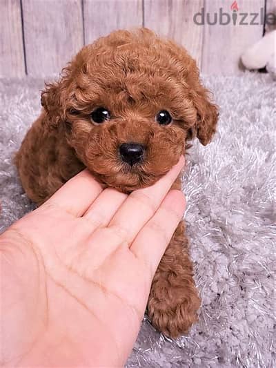 Whatsapp me +972553390216. Toy Poodle Puppies