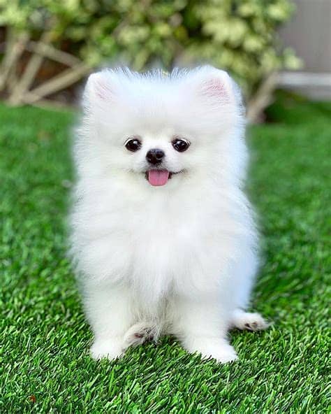 WhatsApp Me +972555077288// Pomeranian Puppies 1