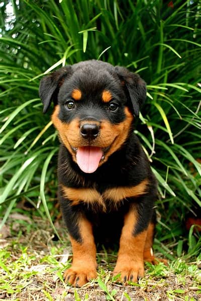 Whatsapp me +972553390216. Rottweiler Puppies