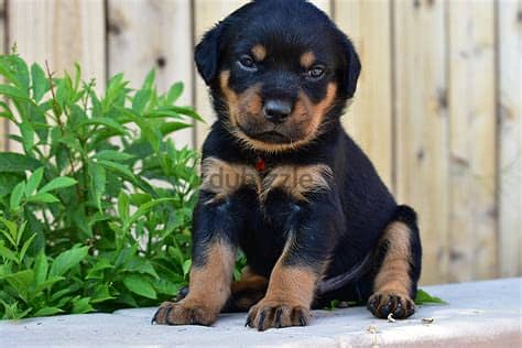 WhatsApp Me +972555077288// Rottweiler Puppies 1