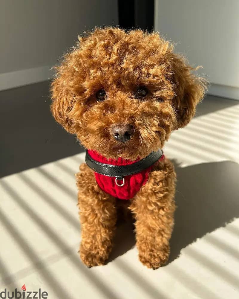 Poodle Puppies// WhatsApp +97455792932 0