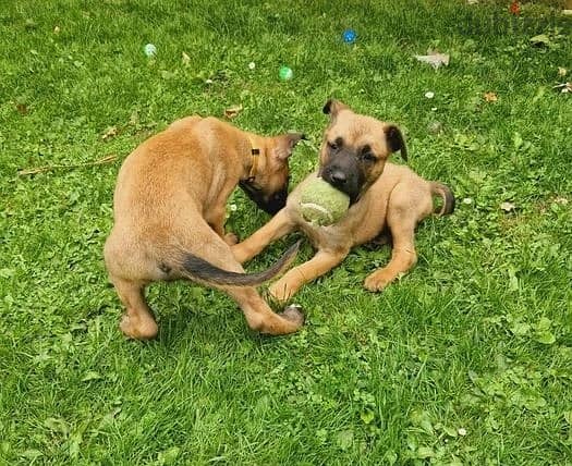 Whatsapp Me +966583921348 Belgian Malinois Puppies 1