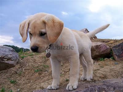 Whatsapp me +972553390216. Labrador Retriever Puppies