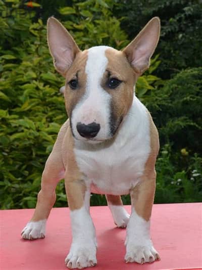 Bull Terrier Puppies. Whatsapp me +972553390216.