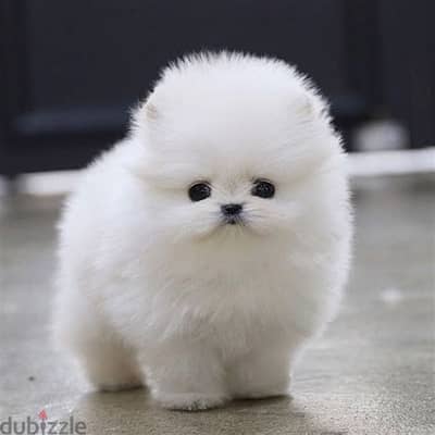 Pomeranian Puppies Whatsapp me +972553390216