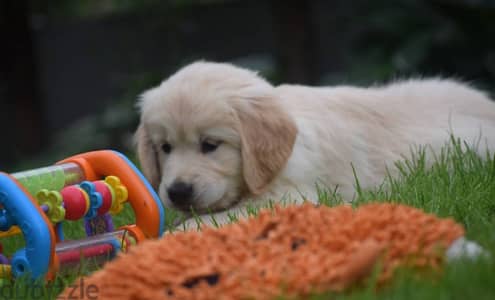 Golden Retriever puppies