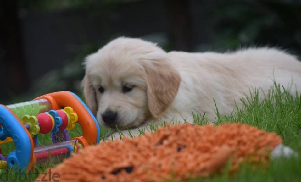 Golden Retriever puppies 0