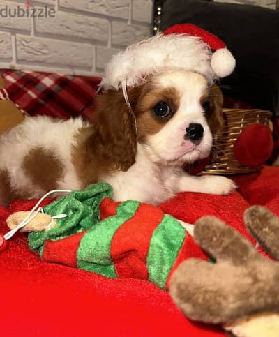 Cavalier King Charles Spaniel puppies