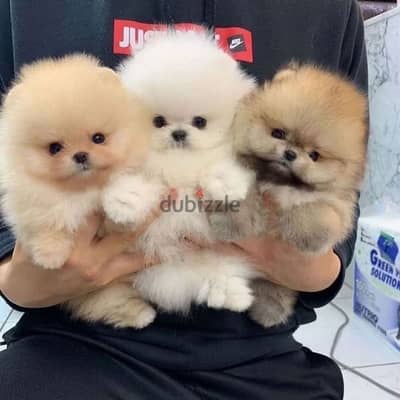 Pome_ranian Puppies