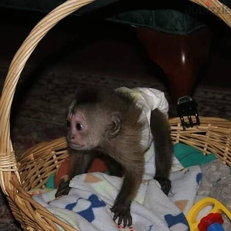 Capuchin Monkeys// WhatsApp +972555074345 1