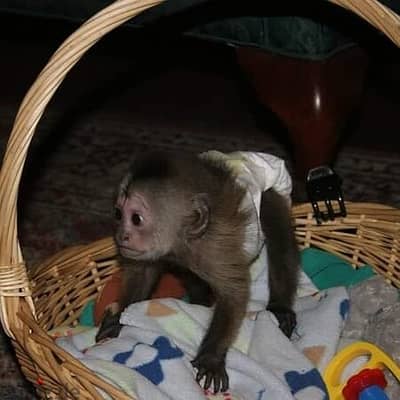 Capuchin Monkeys// WhatsApp +972555074345