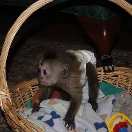 Capuchin Monkeys// WhatsApp +972555074345 0