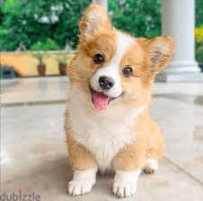 Whatsapp me +96878738119 Pembroke Welsh Corgi for sale