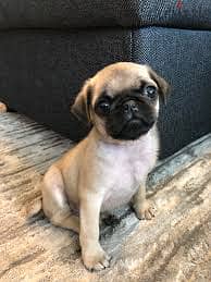 Whatsapp me +96878738119 Pug for sale