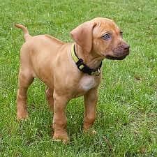 Whatsapp me +96878738119 Rhodesian Ridgeback for sale