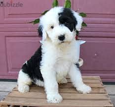 Whatsapp me +96878738119 Sheepadoodle for sale 0