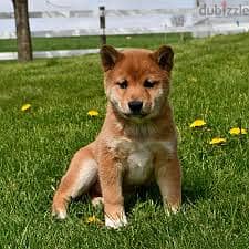 Whatsapp me +96878738119 Shiba Inu for sale 0