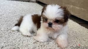 Whatsapp me +96878738119 Shih Tzu for sale 0