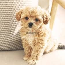 Whatsapp me +96878738119 Shihpoo for sale