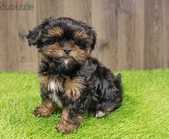 Whatsapp me +96878738119 Shorkie for sale