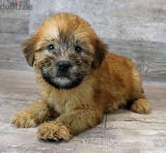 Whatsapp me +96878738119 Soft Coated Wheaten Terrier for sale 0