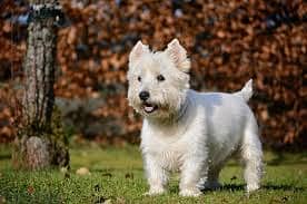 Whatsapp me +96878738119 West Highland White Terrier for sale