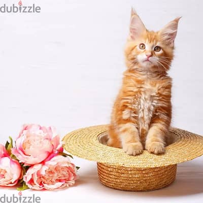 Maine Coon Kittens// Whatsapp +97455937699