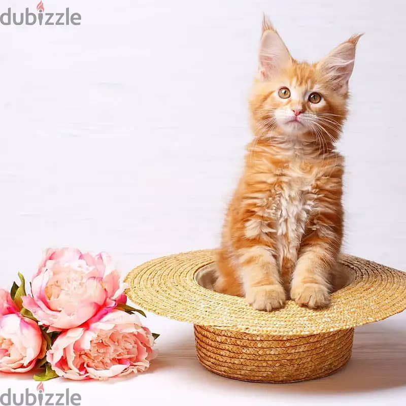 Maine Coon Kittens// Whatsapp +97455937699 0