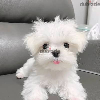 Maltese puppies// Whatsapp +97455937699