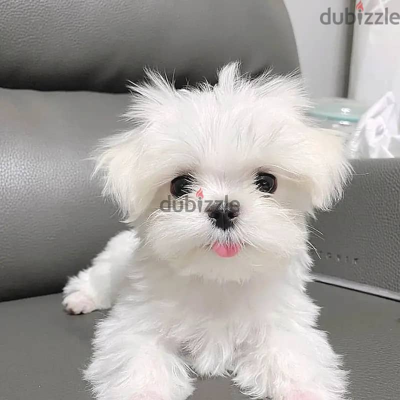 Maltese puppies// Whatsapp +97455937699 0