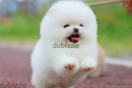 Pomeranian