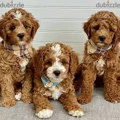 Cavapoo Puppy// WhatsApp +97455792932