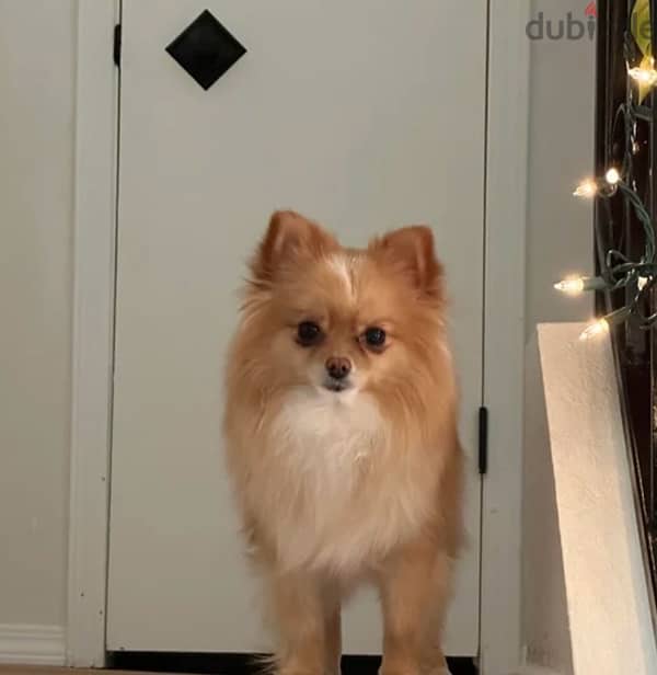 pure Pomeranian 11 month old puppy for sale 0