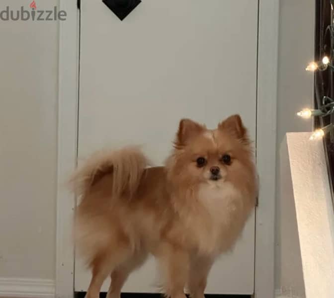 pure Pomeranian 11 month old puppy for sale 1