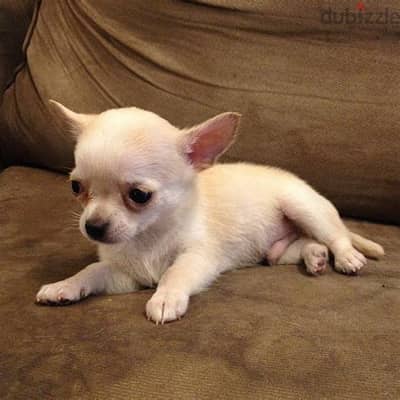 Chihuahua Puppies. Whatsapp me +972553390216.