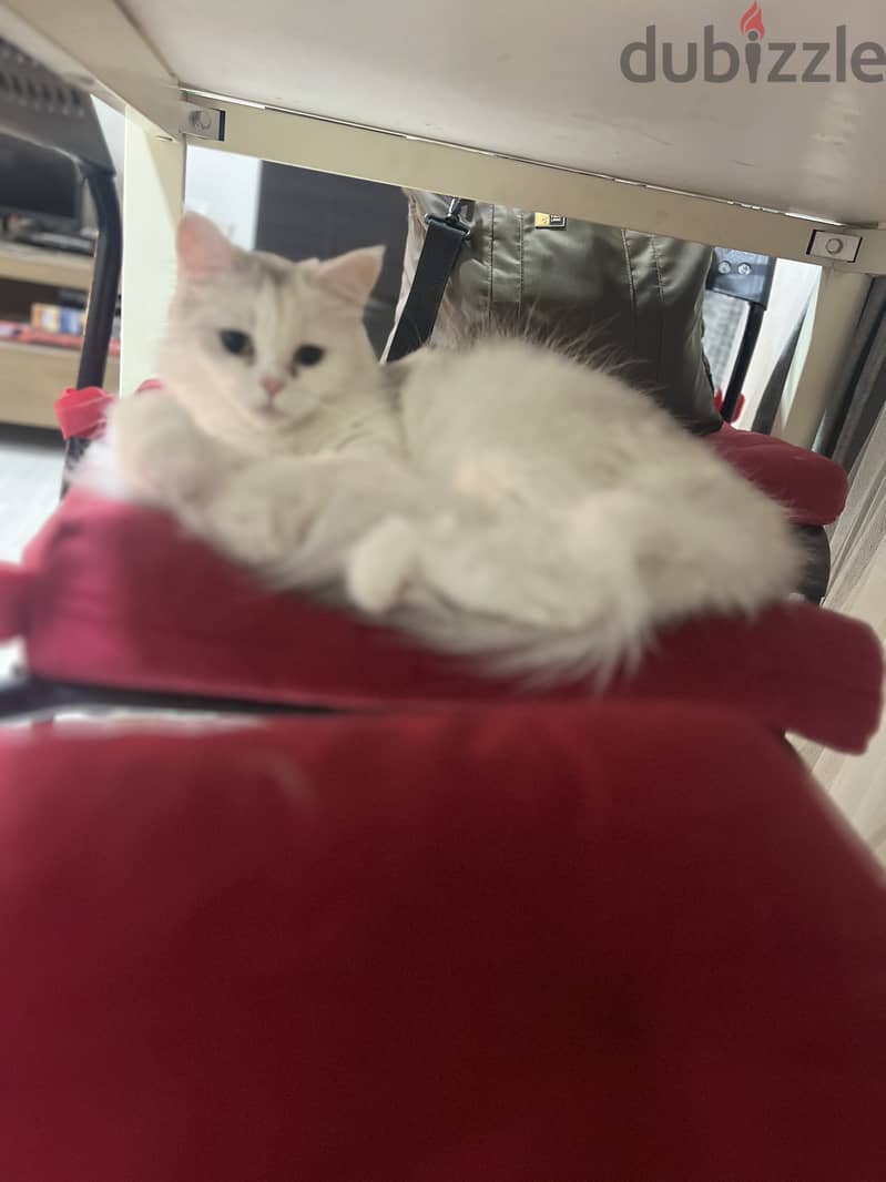 Turkish angora female 0