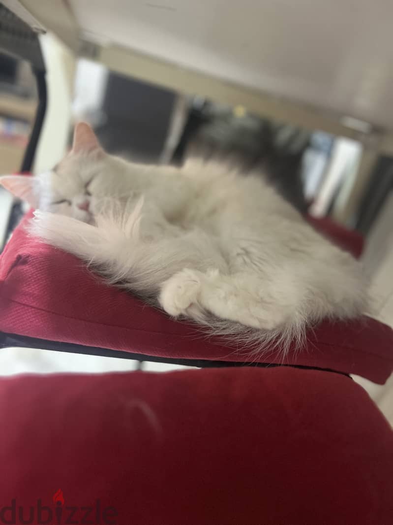 Turkish angora female 2