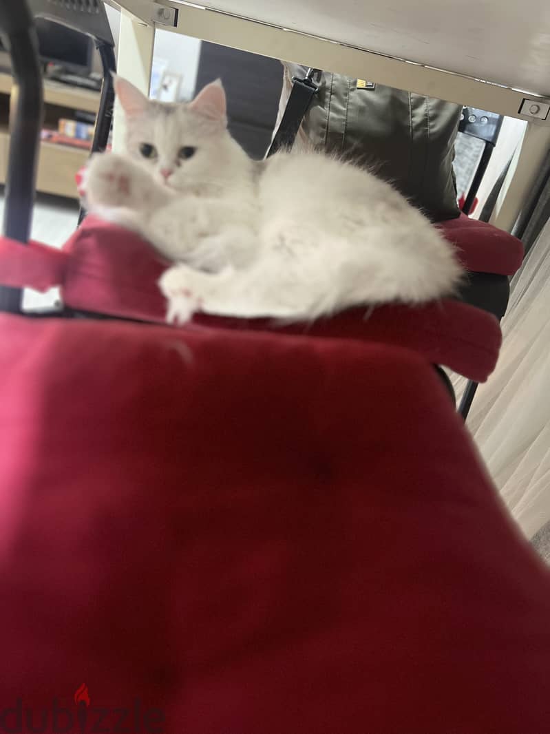 Turkish angora female 3