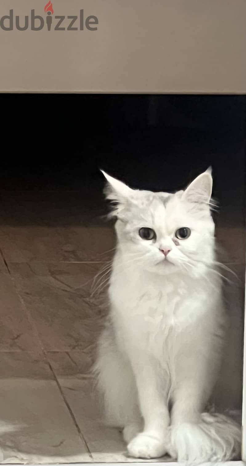 Turkish angora female 4