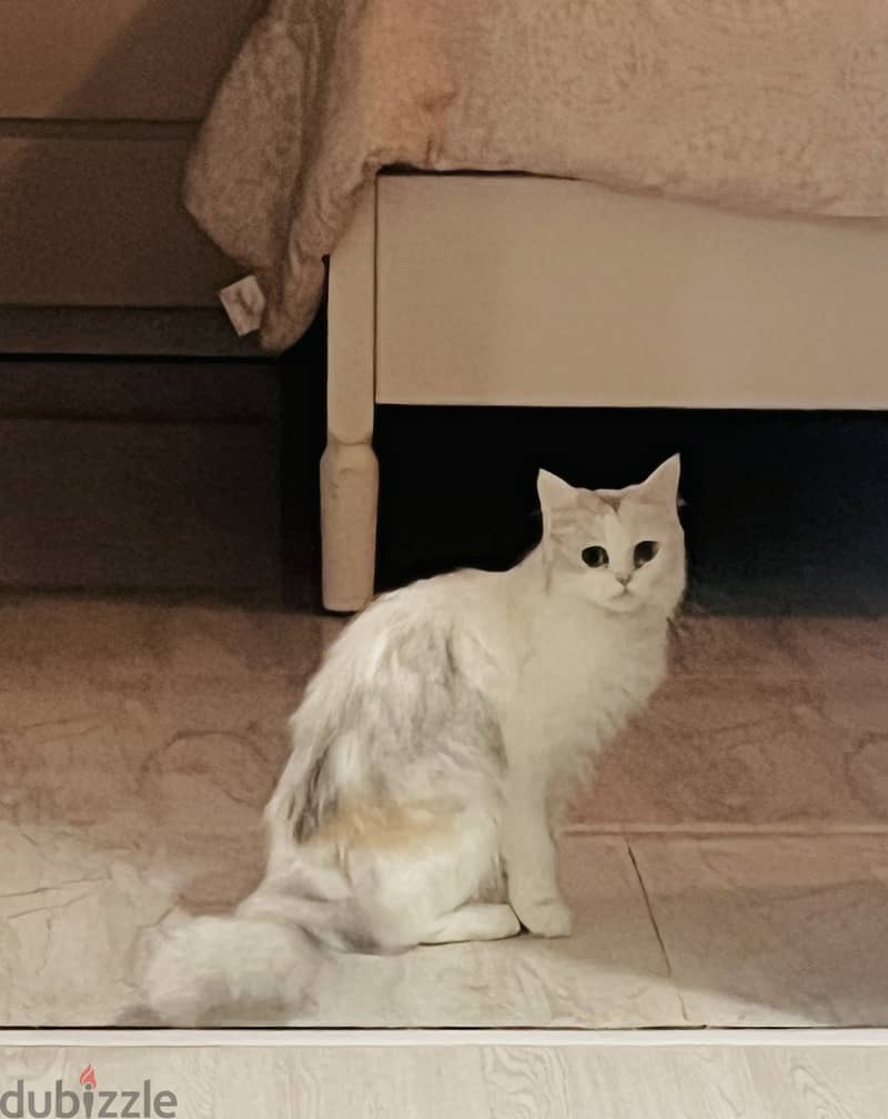 Turkish angora female 5