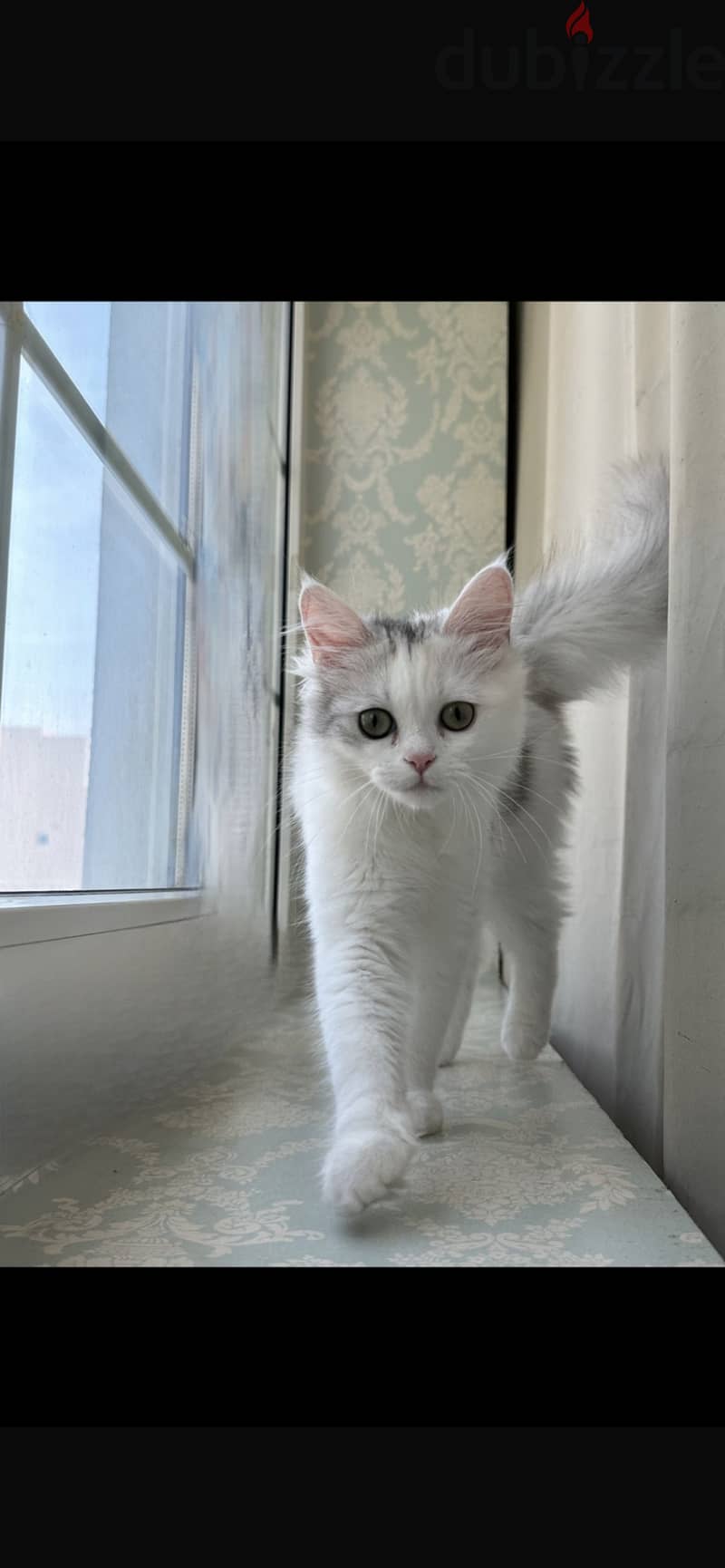 Turkish angora female 6