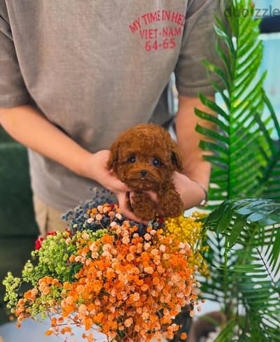 Mini Poodle puppy for sale