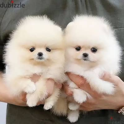 Pomeranian