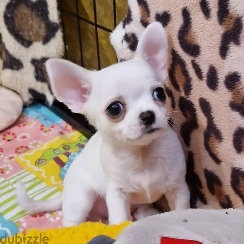 Chihuahua puppies// Whatsapp +97455937699 0