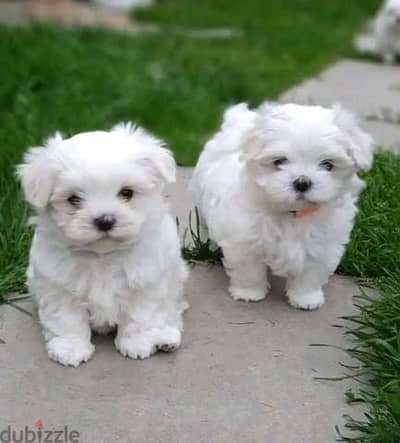 BEAUTIFUL MALE AND FEMALE  MALTESE PUPPIES My WhatsApp +972555074345