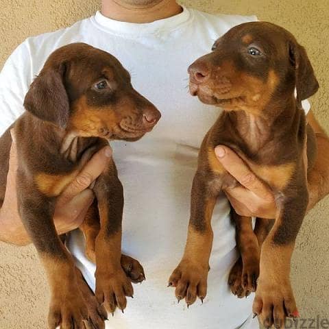 CUTE DOBERMAN PUPPIES GIFT,,,, My Whatsapp+972555074345 0